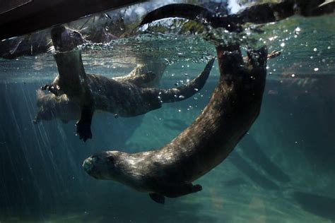 Oakland Zoo's baby river otters make a splash