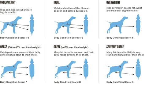 Overweight and Dog Weight Loss Plan - Nom Nom