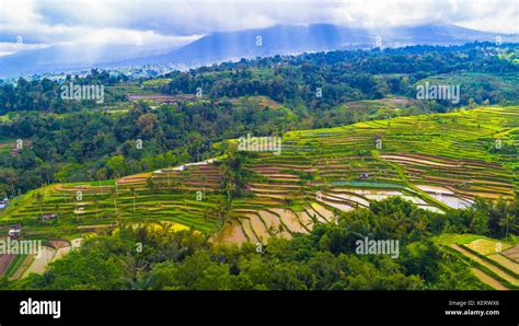 Ubud rice terraces. Bali, Indonesia Stock Photo - Alamy