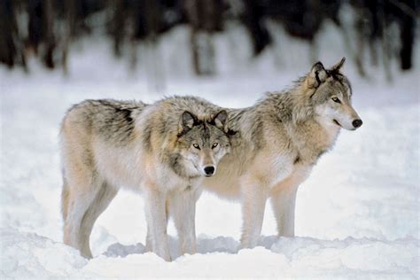 Why Do Wolves Howl? | Britannica