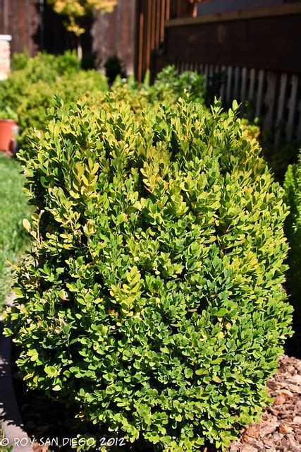 Dwarf English Boxwood | Flickr - Photo Sharing!