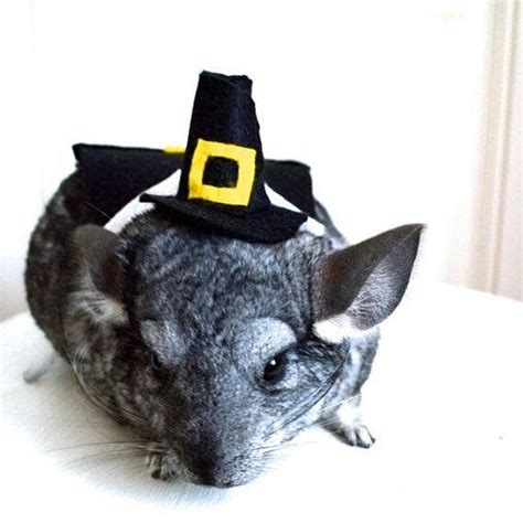 Pin by Nancy on Holidays | Pet costumes, Pet halloween costumes, Chinchilla