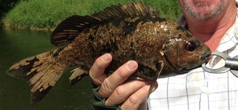 Fish Species Of North Queensland - Sooty Grunter