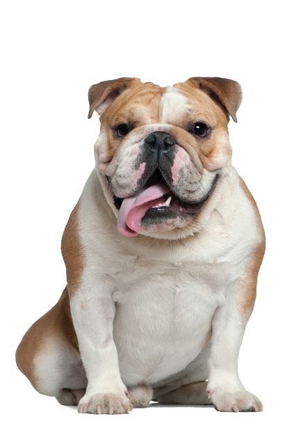 Adorable Transparent Background Bulldog Clipart Png - l2sanpiero