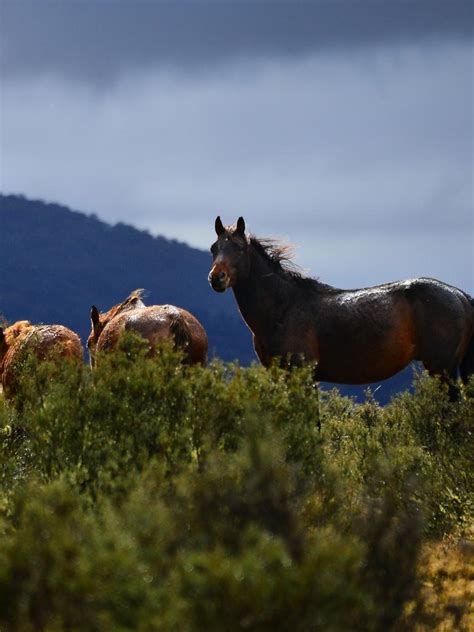 Wild brumbies in the Snowy Mountains | Gold Coast Bulletin