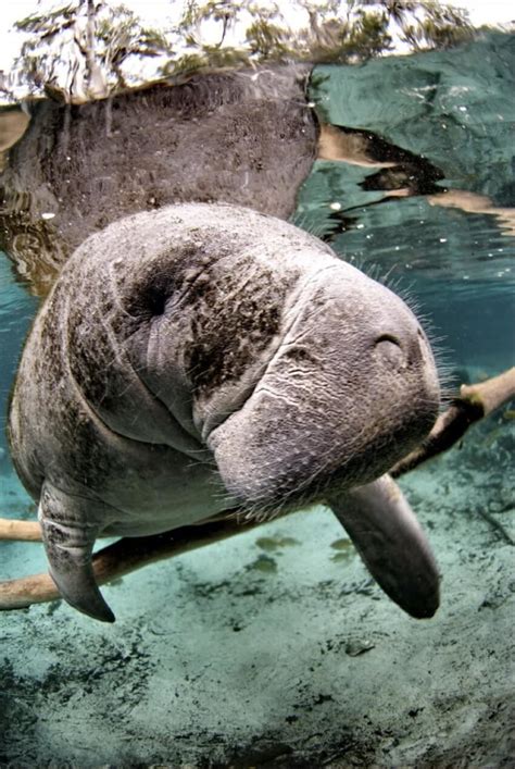 Florida Manatee: Why Is It Endangered?