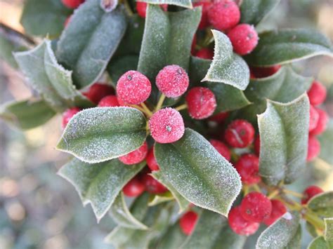 How To Winterize A Holly Bush - What To Do With Holly In Winter