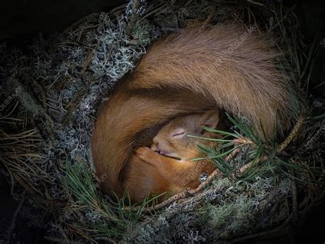 Two red squirrels sleeping inside a nest box - Stock Image - C051/8822 - Science Photo Library