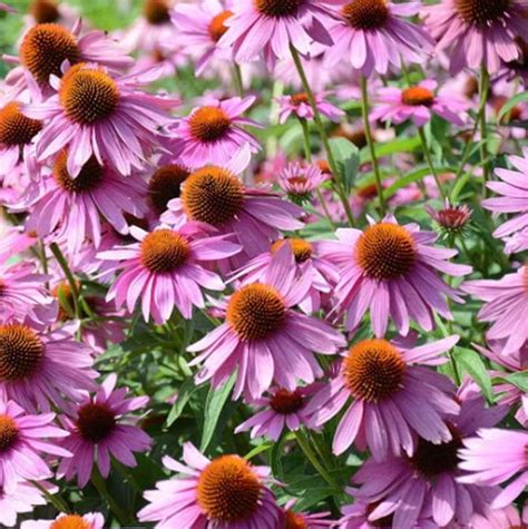 200 Purple Coneflower Seeds Purple Coneflower Seeds Natural Echinacea ...