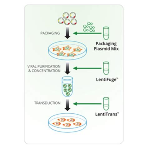 Lentiviral Packaging and Transduction - Cellecta