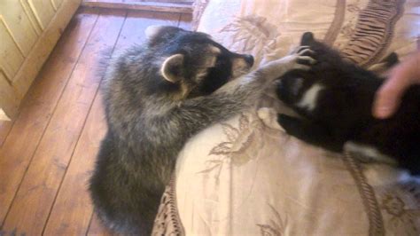 Raccoon Tries to Make Friends With Cat || ViralHog - YouTube