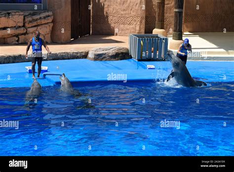 Durban, South Africa, two, animal trainers, handling, Bottlenose ...