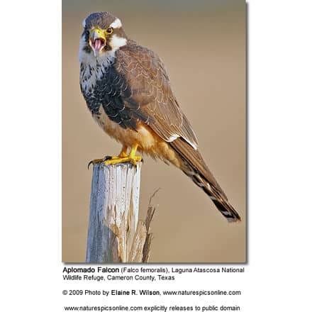 Aplomado Falcon (Falco femoralis) | Earth Life