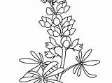 Bluebonnet Coloring Sheet Pages sketch template