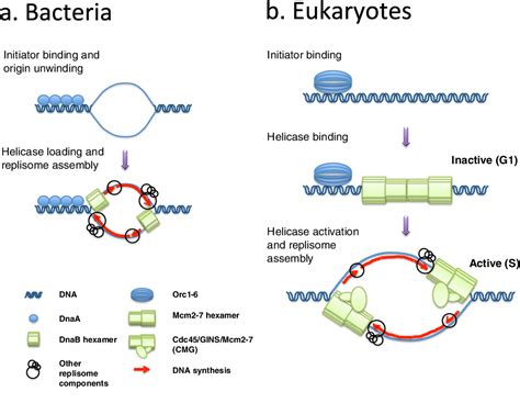 Figure 1 from How MCM loading and spreading specify eukaryotic DNA ...