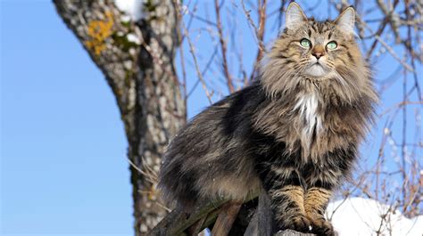 長毛種の猫♡もふもふ9猫種の特徴・性格・飼い方・気をつけたい病気を徹底解説！ – NIGAOE PETS