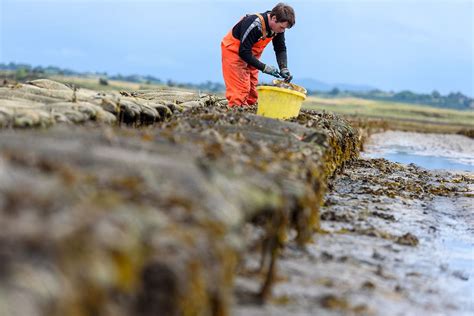 Unique Seafood Experience, Oyster Farm Tour, Co. Sligo