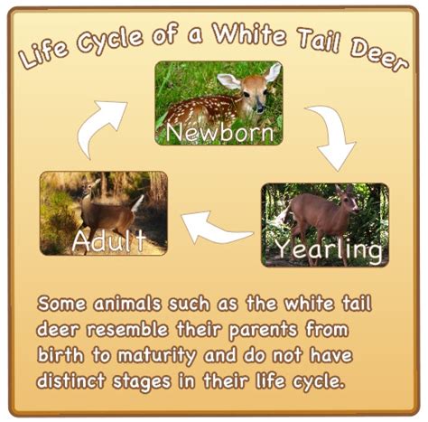 White-Tail Deer Life Cycle - Rosa A. Rosas