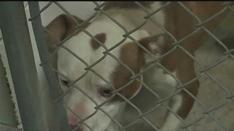 Dog Fighting Ring Bust in Rankin County