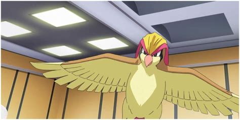 What Level Does Pidgeotto Evolve At