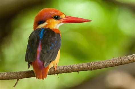 26+ Kingfisher Bird Hd Photos Download Gif - Wallpaper HD Collections