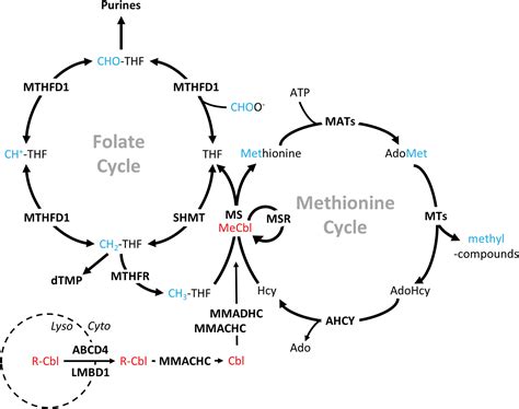 Vitamin B12 B12 And Folate MedSchool, 45% OFF