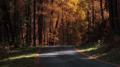 Wallpaper road, trees, autumn, sunlight, shadows hd, picture, image