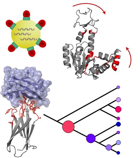 Protein Engineering: Experimental and Computational Approaches for Discovering Novel Function – IQ