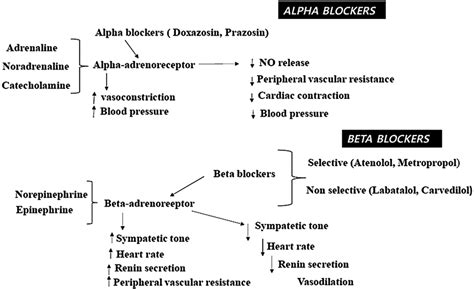 Schematic representation of mechanism of action of alpha‐ and... | Download Scientific Diagram