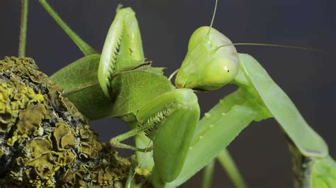 The Bizarre Mating Rituals of the Praying Mantis - Animals Around The Globe