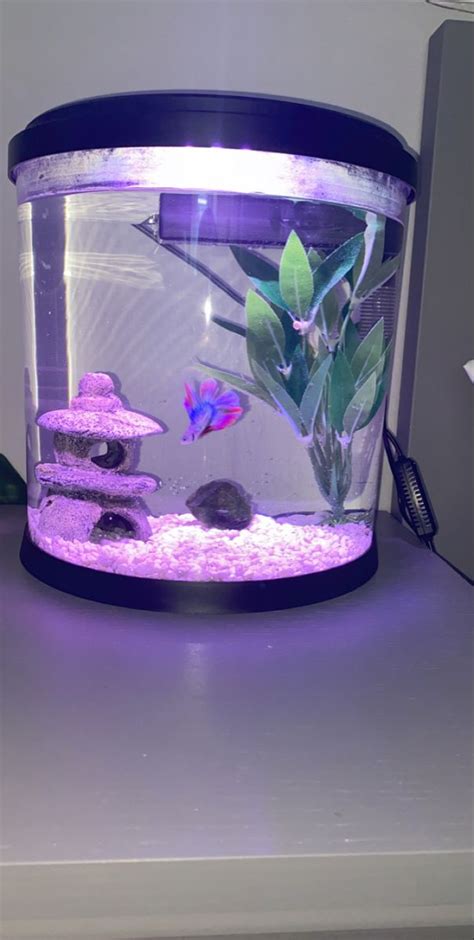 Simple betta tank ideas | Fish tank themes, Betta fish tank, Fish tank terrarium