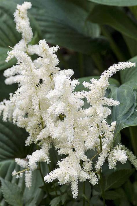 How to Grow Astilbe for Color in the Shade Garden | Gardener’s Path