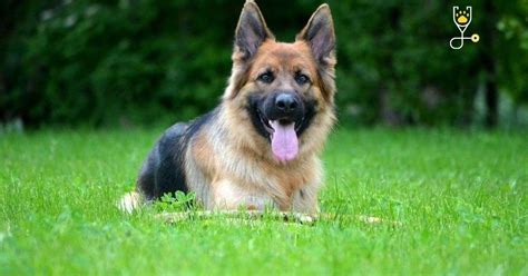 German Shepherd Schutzhund Training Benefits | Veterinary Articles