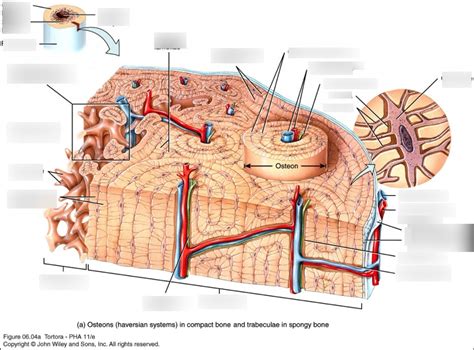 Histology of compact and spongy bone Diagram | Quizlet