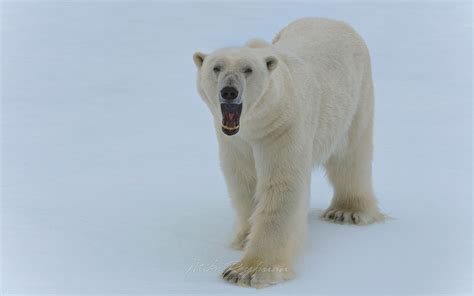 Growling polar bear on an ice floe in Svalbard, Norway. 81st parallel ...