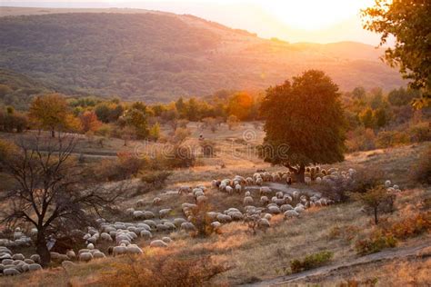 Flock of Sheep Grazing in a Hill at Sunset Stock Photo - Image of farm ...