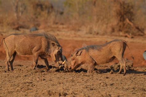 Headbutting Warthogs Stock Photos - Free & Royalty-Free Stock Photos from Dreamstime