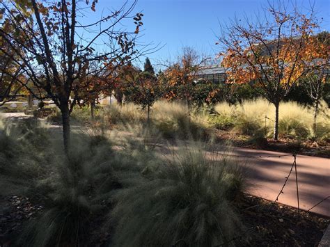 Muhlenbergia capillaris 'White Cloud' (White Awn Muhly, Mist Grass) - Mountain States Wholesale ...