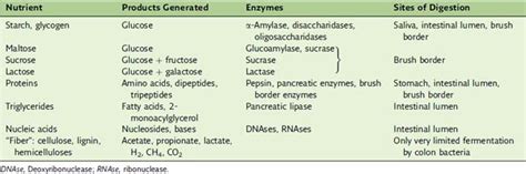 Digestive Enzymes | Basicmedical Key