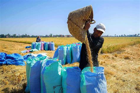 මහ කන්නයේදී රජයෙන් වී කිලෝවකට රුපියල් 50ක අවම මිලක් – enbsl.lk ...