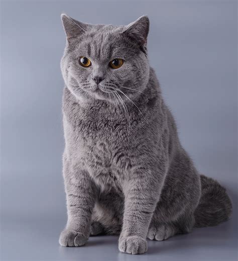 British Blue Cat - A Complete Guide to the British Shorthair Blue