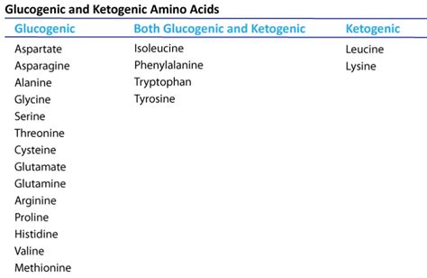 10.2: Amino Acids Degradation - Chemistry LibreTexts