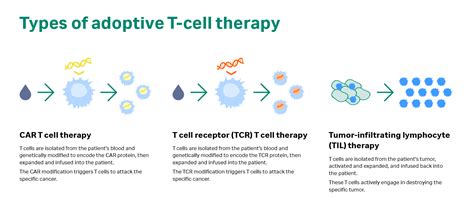 T cells cancer immunotherapy | Cytiva