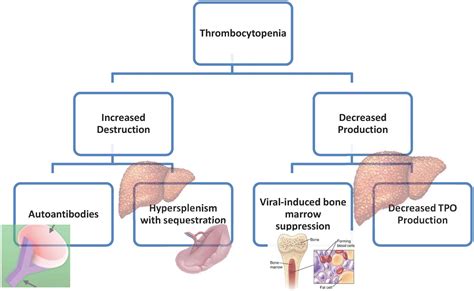 Pathogenesis of Thrombocytopenia in Chronic HCV Infection: A Review