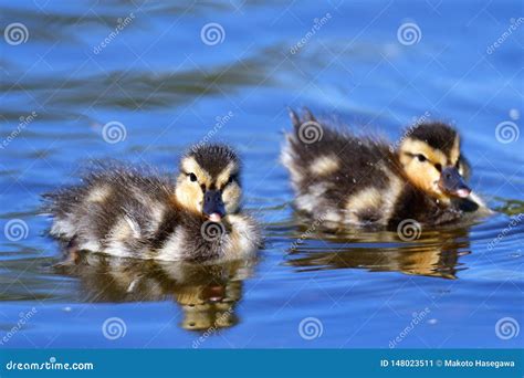 Two Ducklings are Swimming in the Pond. Stock Image - Image of feather ...