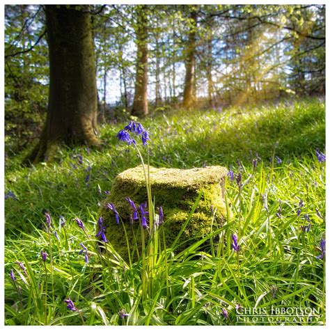 The Bluebells, Portglenone Forest