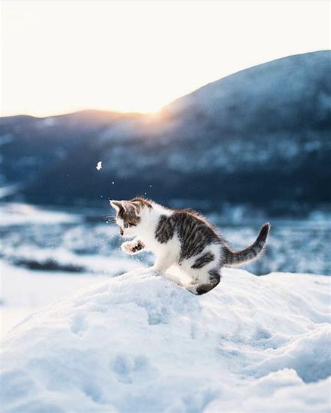 Some of the Cat folk enjoy playing and interacting with the snow. One of our farm cats, Mitzi ...