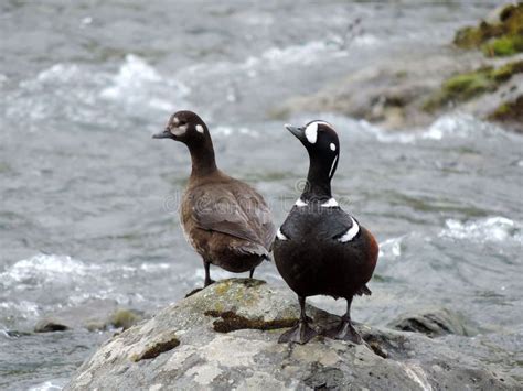 The Wildlife of Kamchatka. Kamchatka Mountains. Kamchatka Peninsula ...