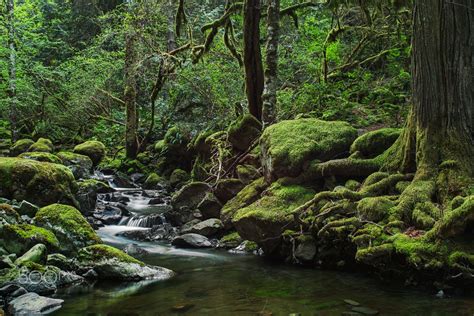 *🇨🇦 Forest scene (Sooke, Vancouver Island, BC) by Gary Kuiken 🌲 ...