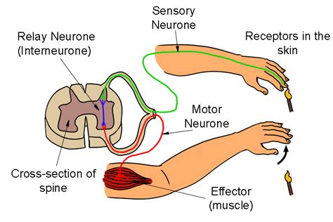 Types Of Neurons Sensory Motor